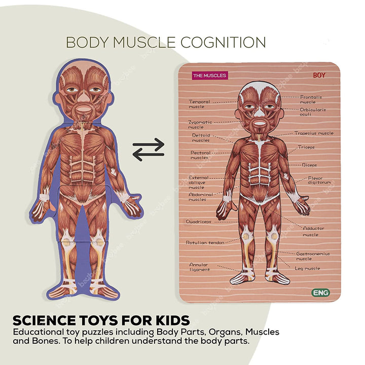 Wooden Human Body Parts Structure Jigsaw Puzzle Set for Kids Toys | Parts of Body Organs Muscles Safety Education Puzzle Cards | Early Learning Human Body Structure Puzzle for Kids 6+Years